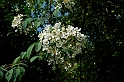 Fiori, Piante, natura_11